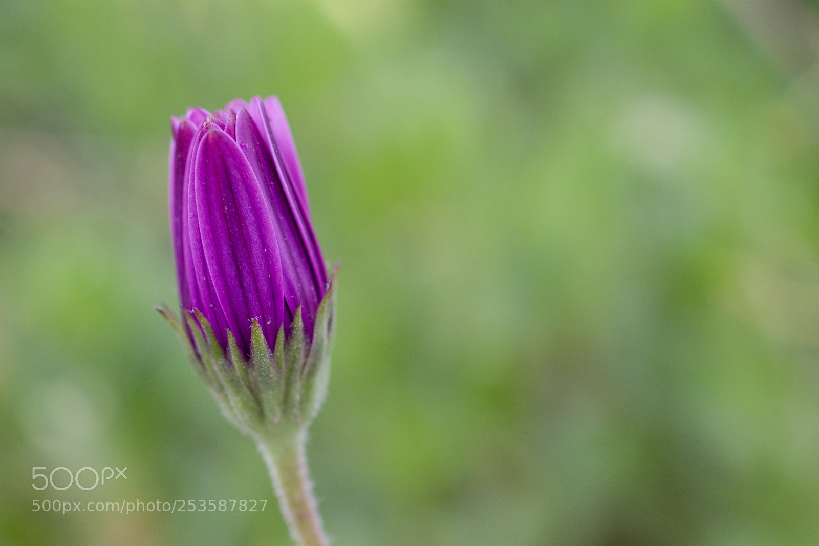 Nikon D5500 sample photo. Stay alone photography