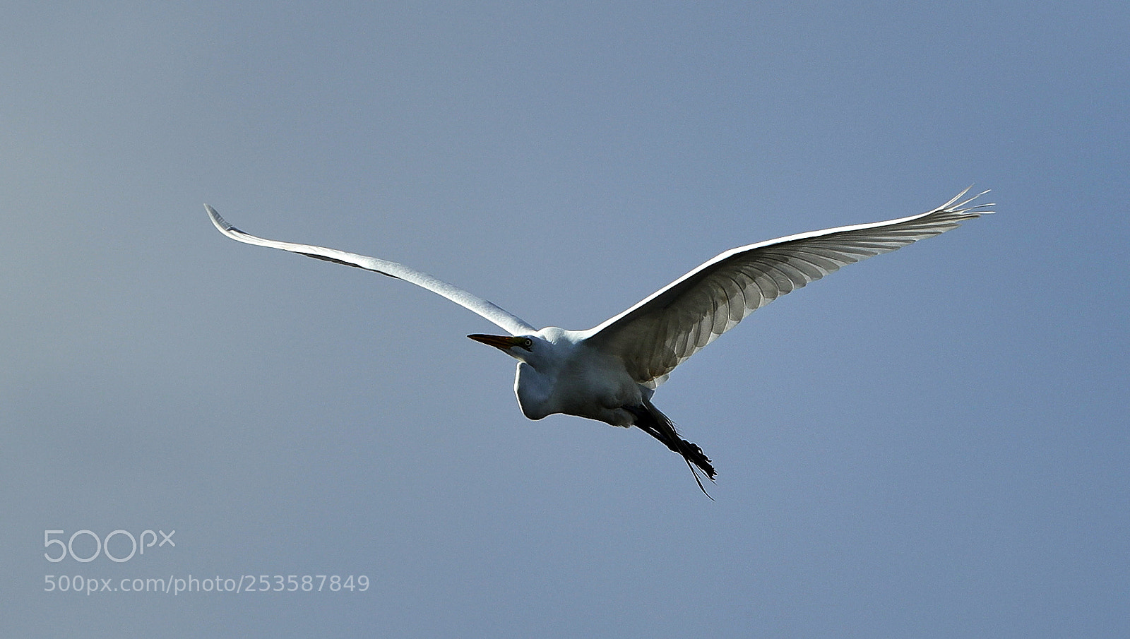 Canon EOS-1D X Mark II sample photo. 04-14-18-0012462.jpg photography
