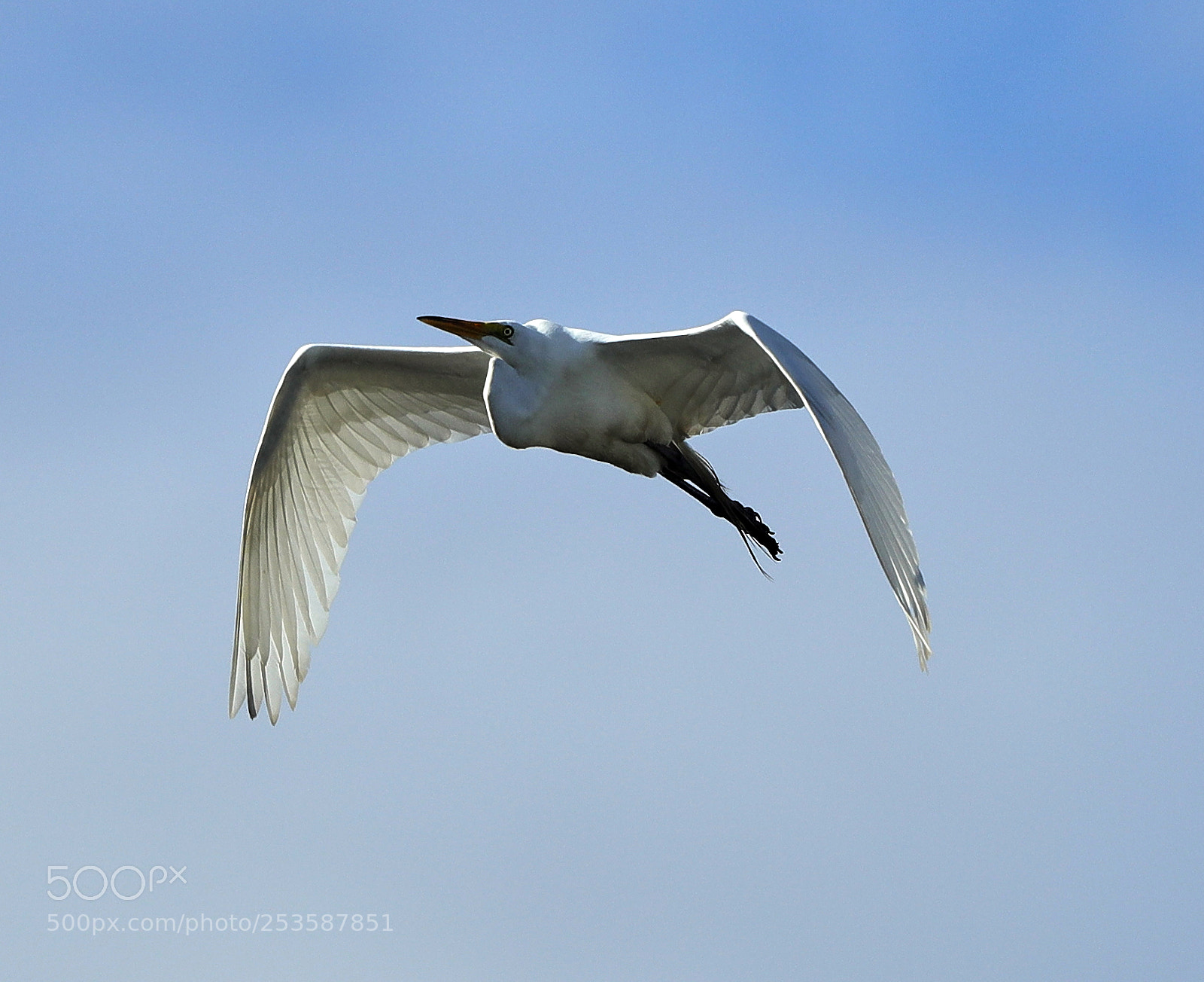 Canon EOS-1D X Mark II sample photo. 04-14-18-0012461.jpg photography