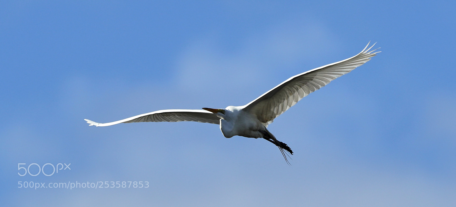 Canon EOS-1D X Mark II sample photo. 04-14-18-0012460.jpg photography