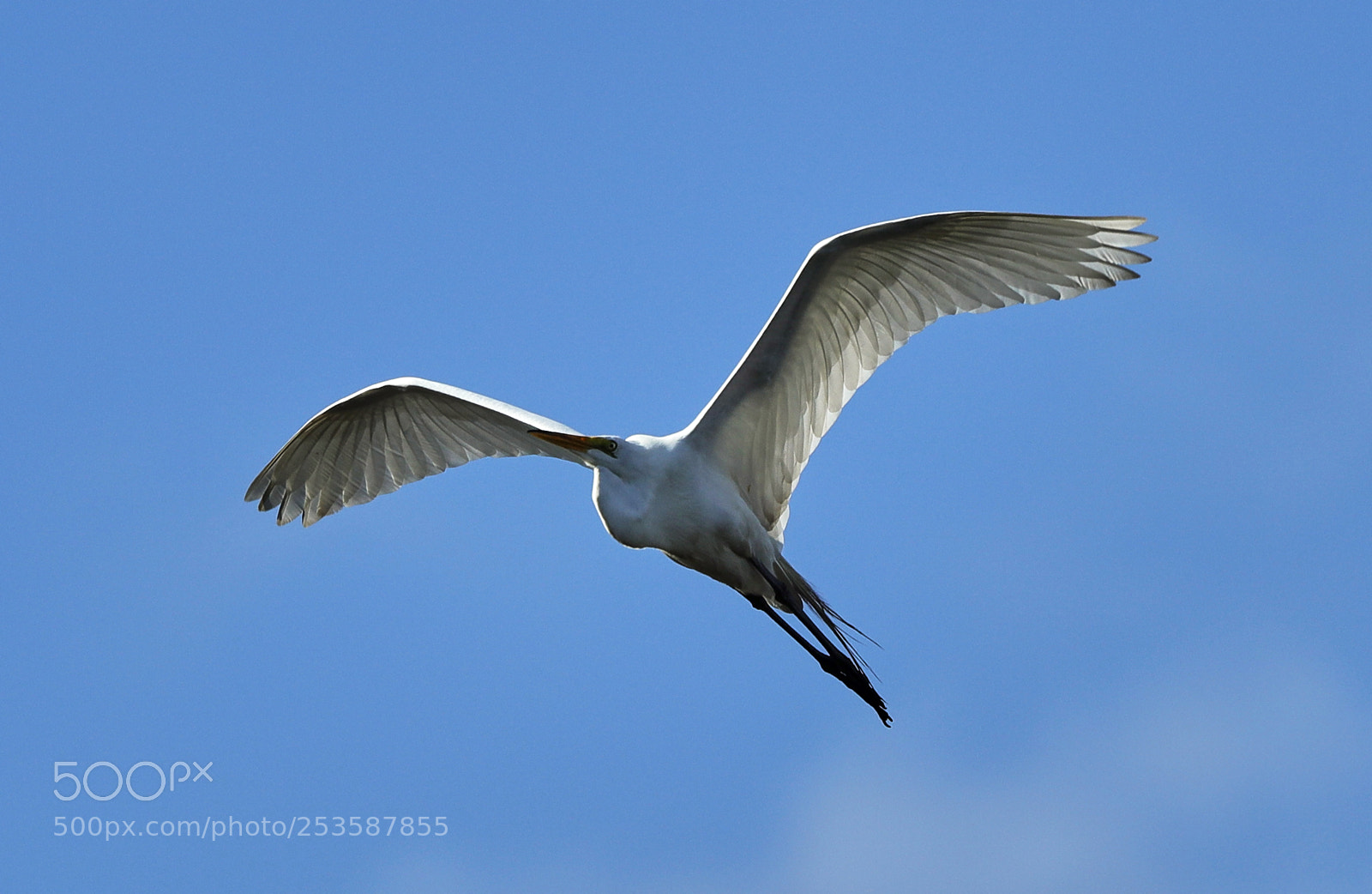 Canon EOS-1D X Mark II sample photo. 04-14-18-0012459.jpg photography