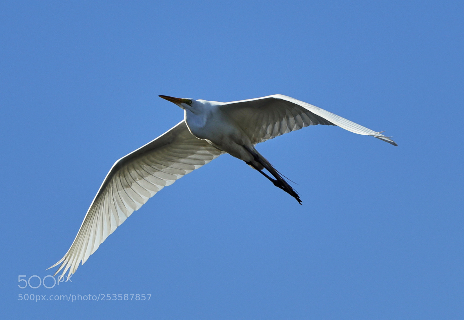 Canon EOS-1D X Mark II sample photo. 04-14-18-0012458.jpg photography