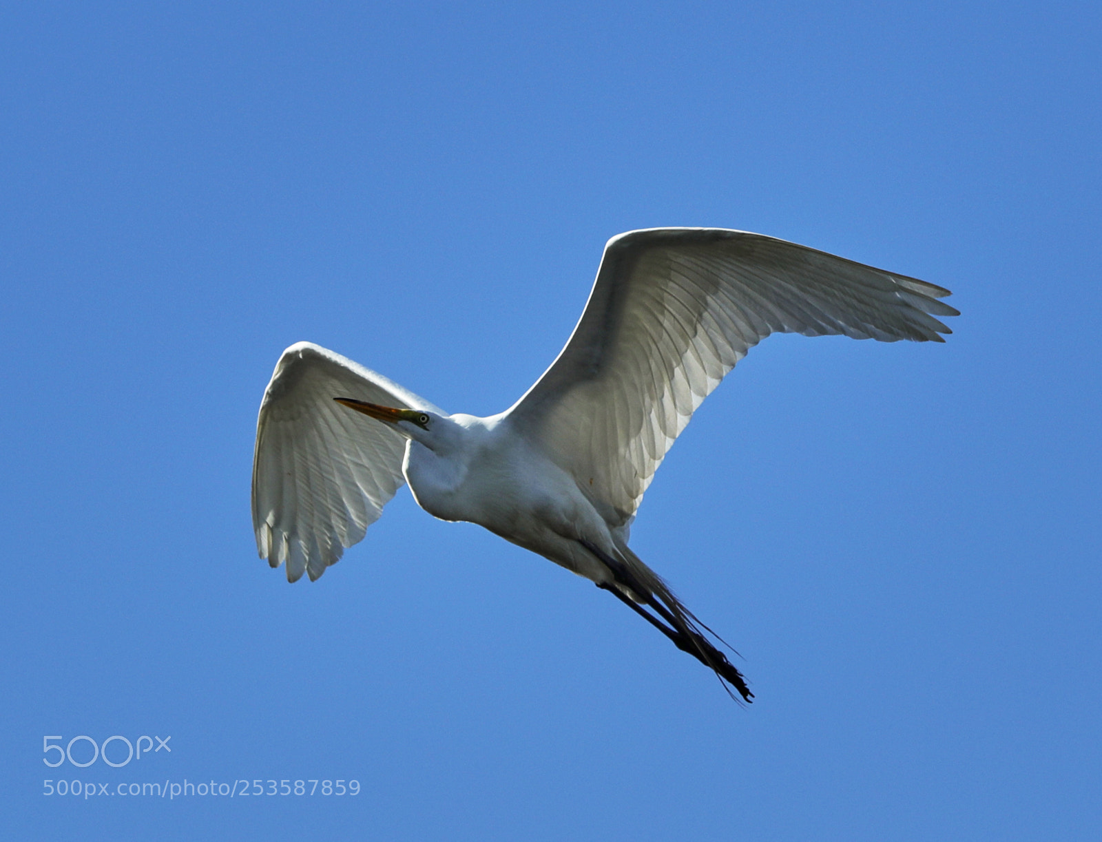 Canon EOS-1D X Mark II sample photo. 04-14-18-0012456.jpg photography