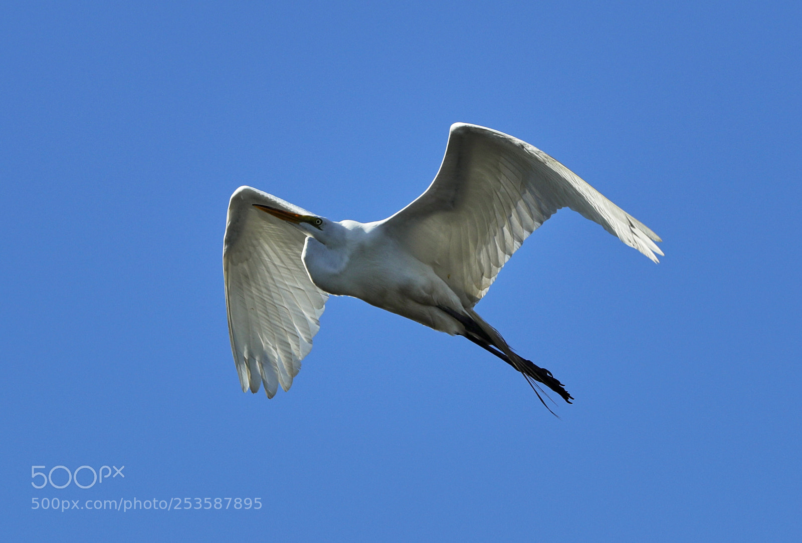 Canon EOS-1D X Mark II sample photo. 04-14-18-0012455.jpg photography