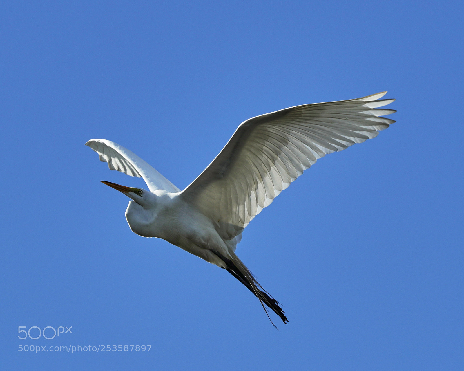 Canon EOS-1D X Mark II sample photo. 04-14-18-0012453.jpg photography