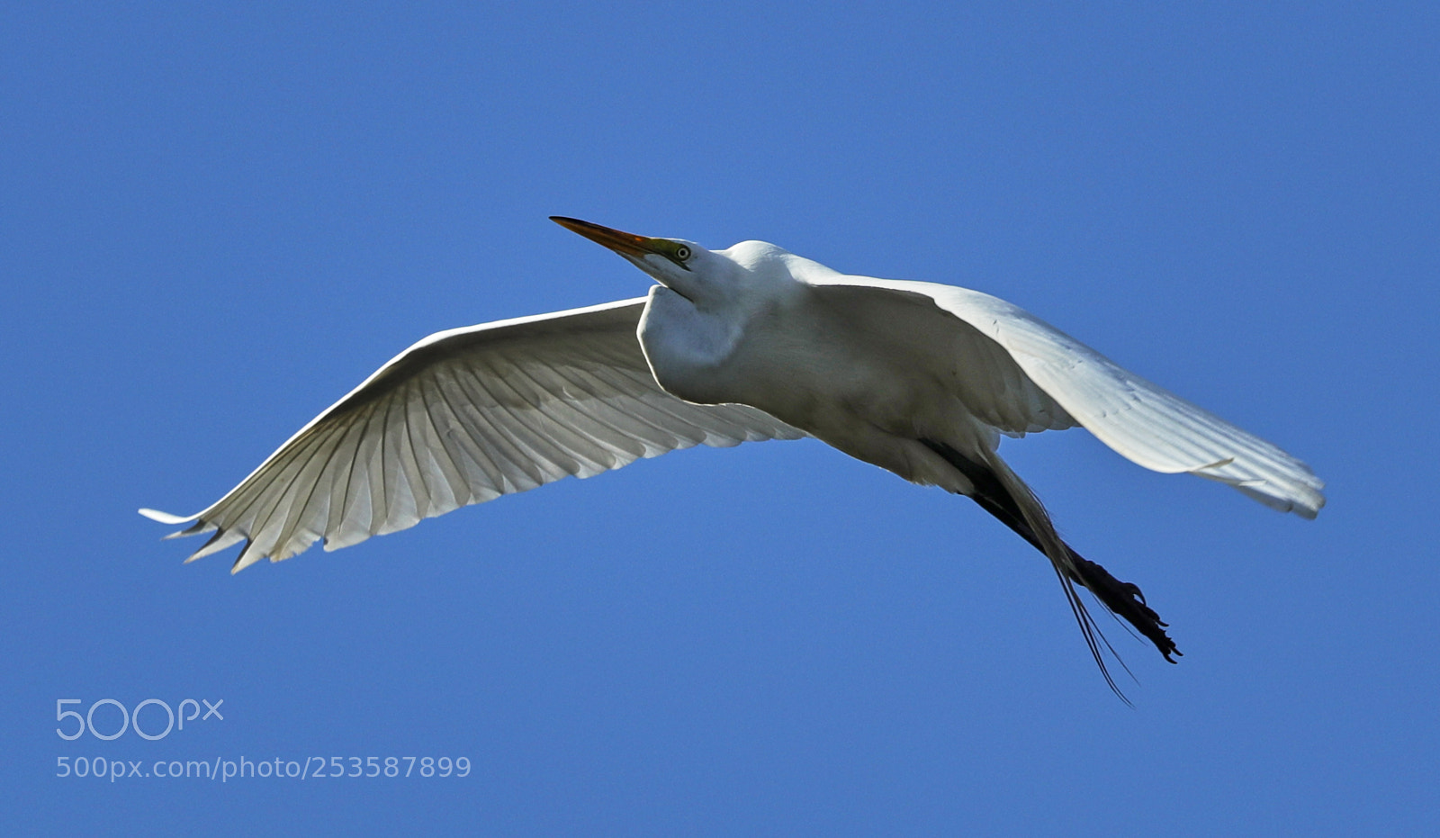 Canon EOS-1D X Mark II sample photo. 04-14-18-0012454.jpg photography