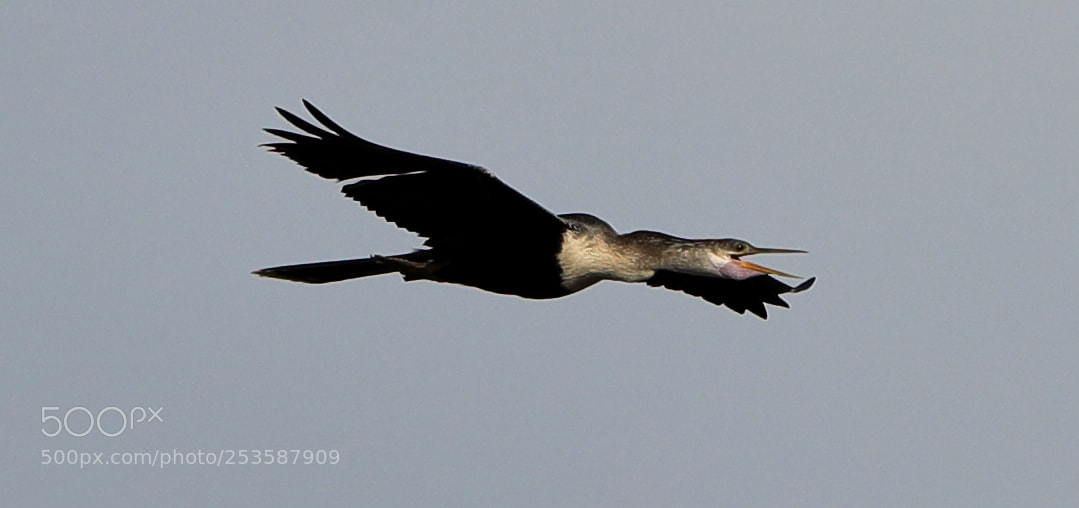 Canon EOS-1D X Mark II sample photo. 04-14-18-0012450.jpg photography