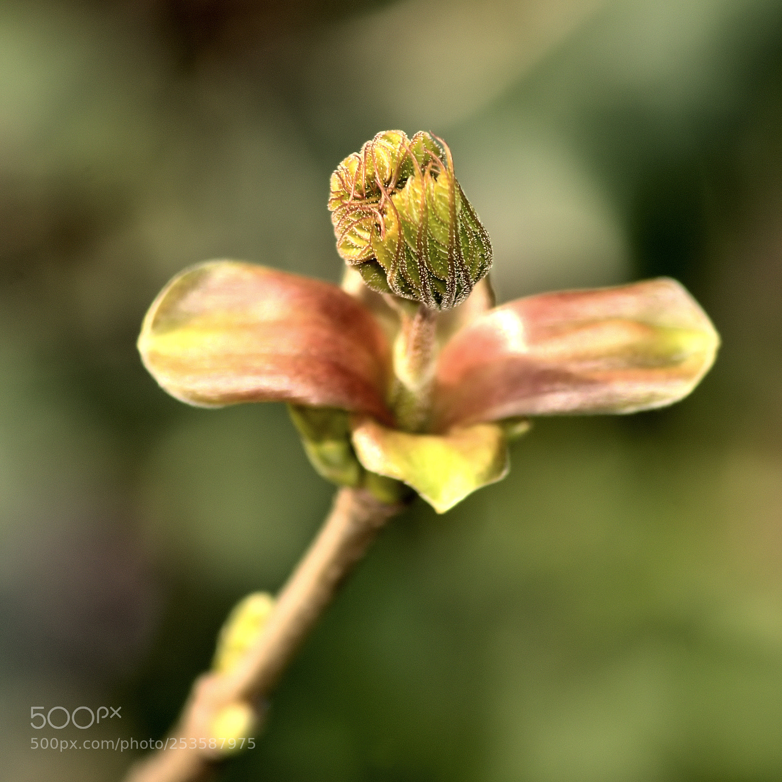 Pentax K-5 sample photo. Spring photography