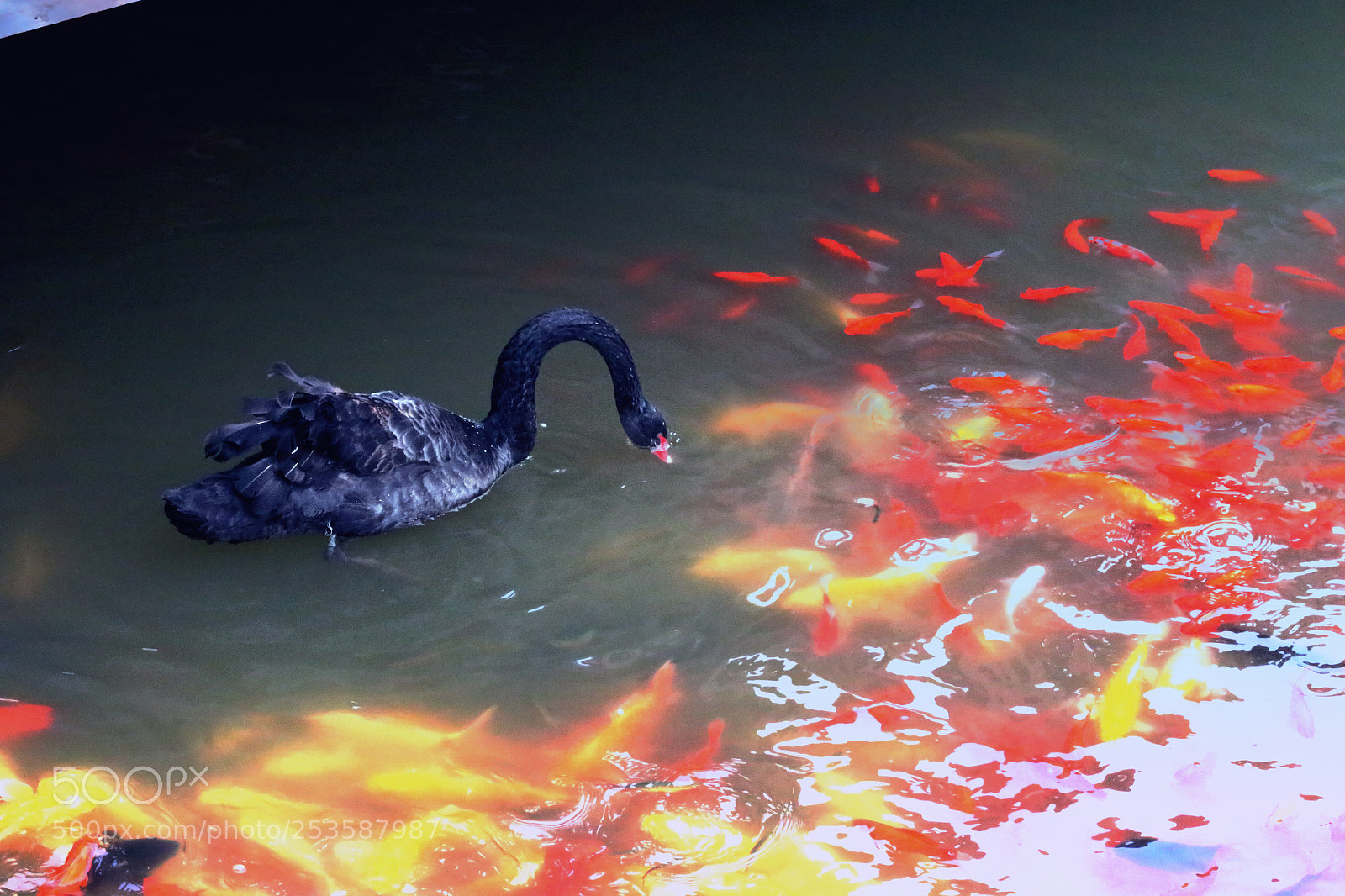 Canon EOS 70D sample photo. 黑天鹅 photography