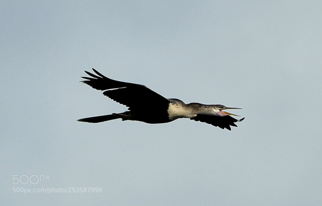 Canon EOS-1D X Mark II sample photo. 04-14-18-0012449.jpg photography