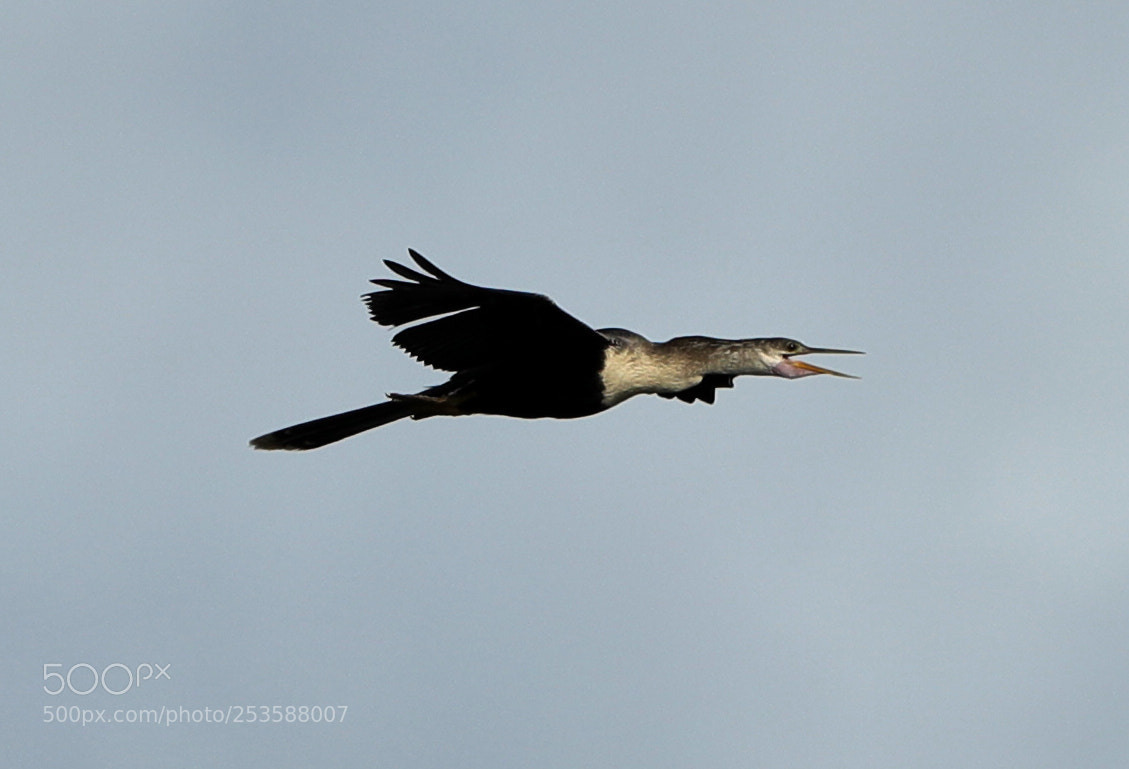 Canon EOS-1D X Mark II sample photo. 04-14-18-0012448.jpg photography