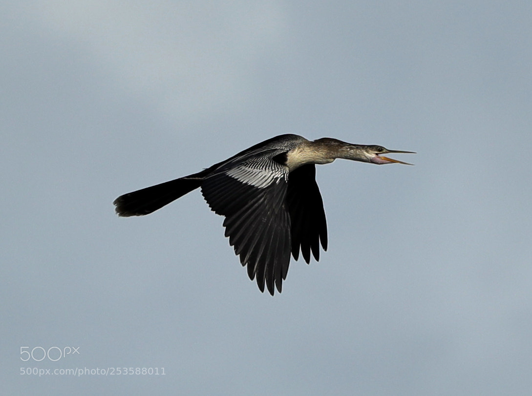 Canon EOS-1D X Mark II sample photo. 04-14-18-0012447.jpg photography