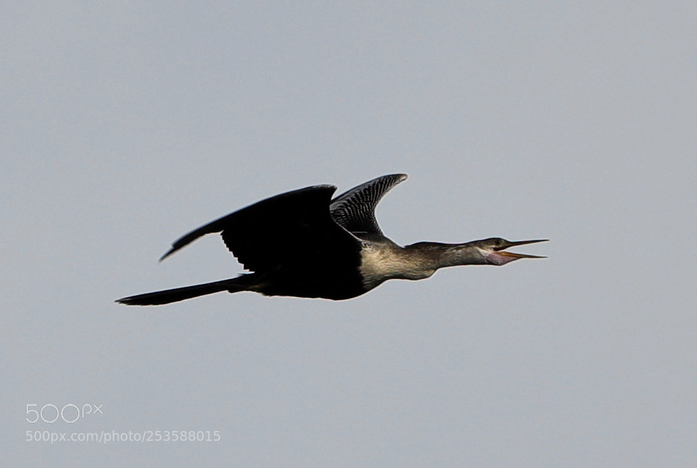 Canon EOS-1D X Mark II sample photo. 04-14-18-0012446.jpg photography