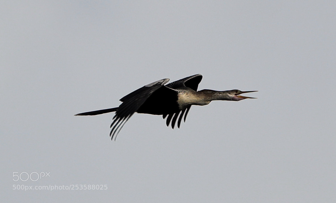 Canon EOS-1D X Mark II sample photo. 04-14-18-0012445.jpg photography