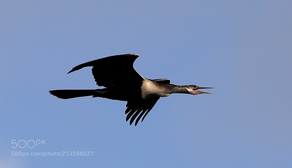 Canon EOS-1D X Mark II sample photo. 04-14-18-0012444.jpg photography