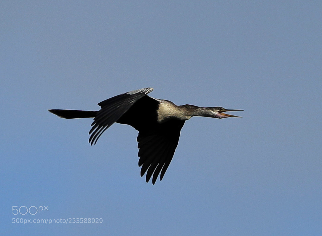 Canon EOS-1D X Mark II sample photo. 04-14-18-0012443.jpg photography