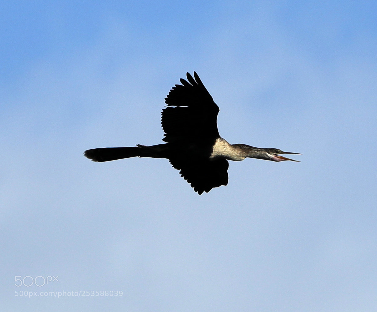 Canon EOS-1D X Mark II sample photo. 04-14-18-0012442.jpg photography