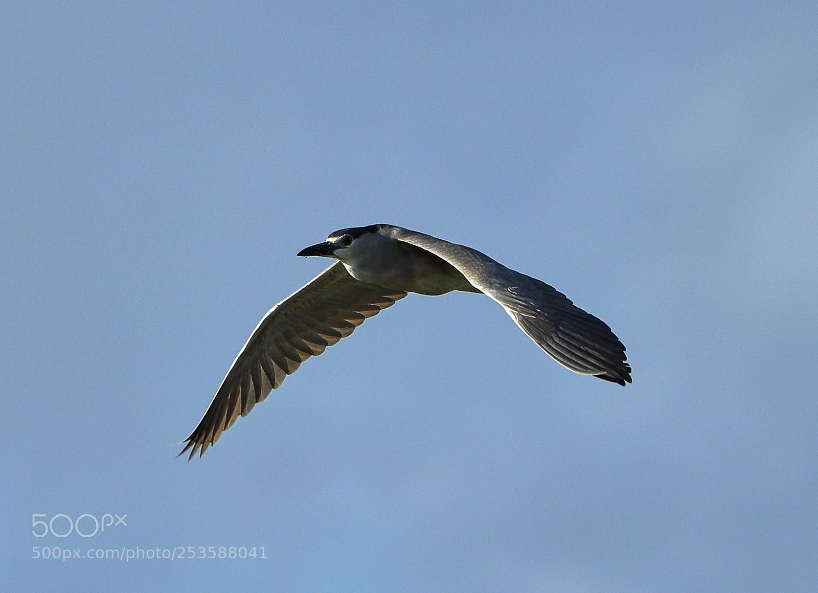 Canon EOS-1D X Mark II sample photo. 04-14-18-0012441.jpg photography