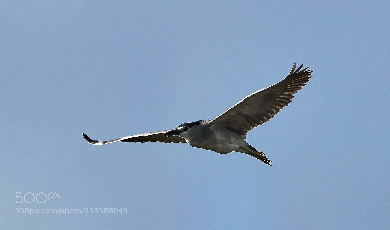 Canon EOS-1D X Mark II sample photo. 04-14-18-0012440.jpg photography