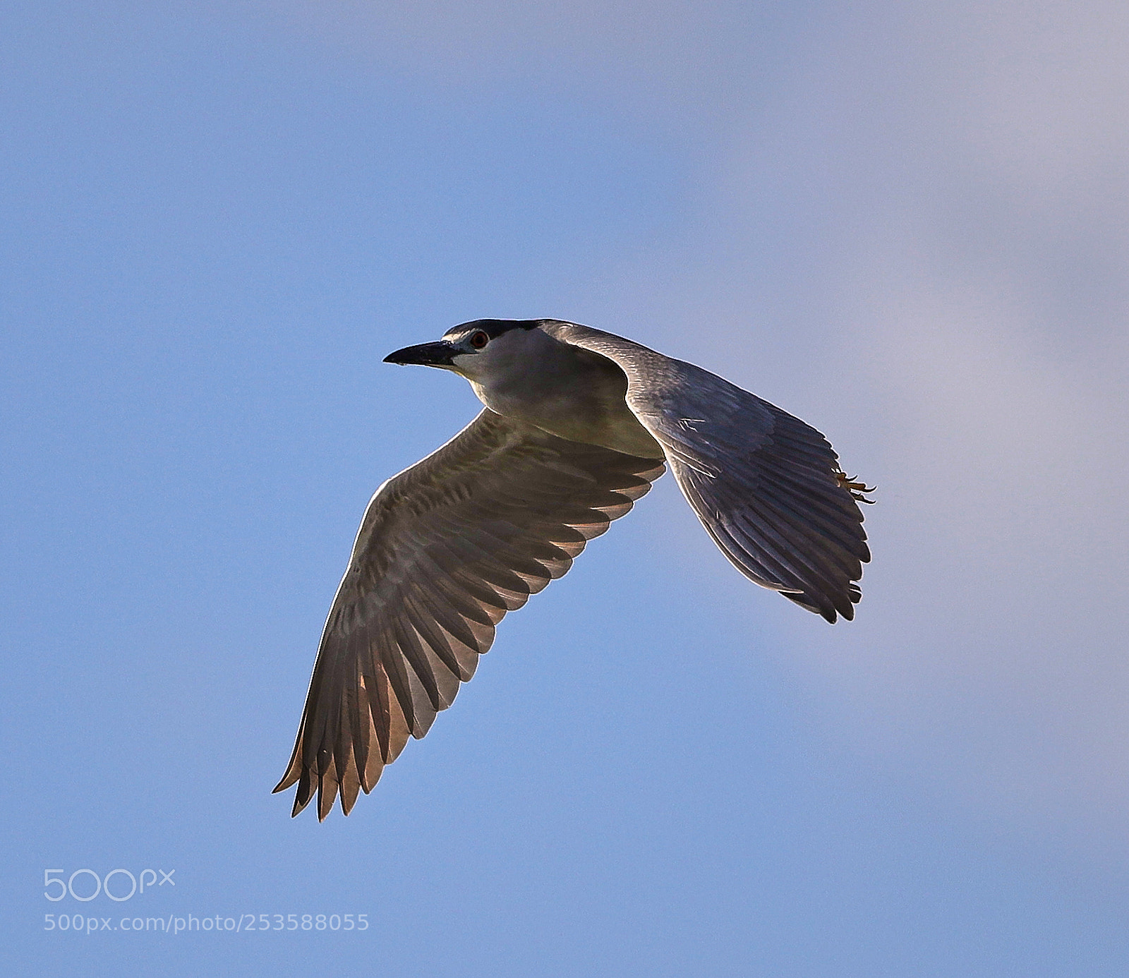 Canon EOS-1D X Mark II sample photo. 04-14-18-0012439.jpg photography