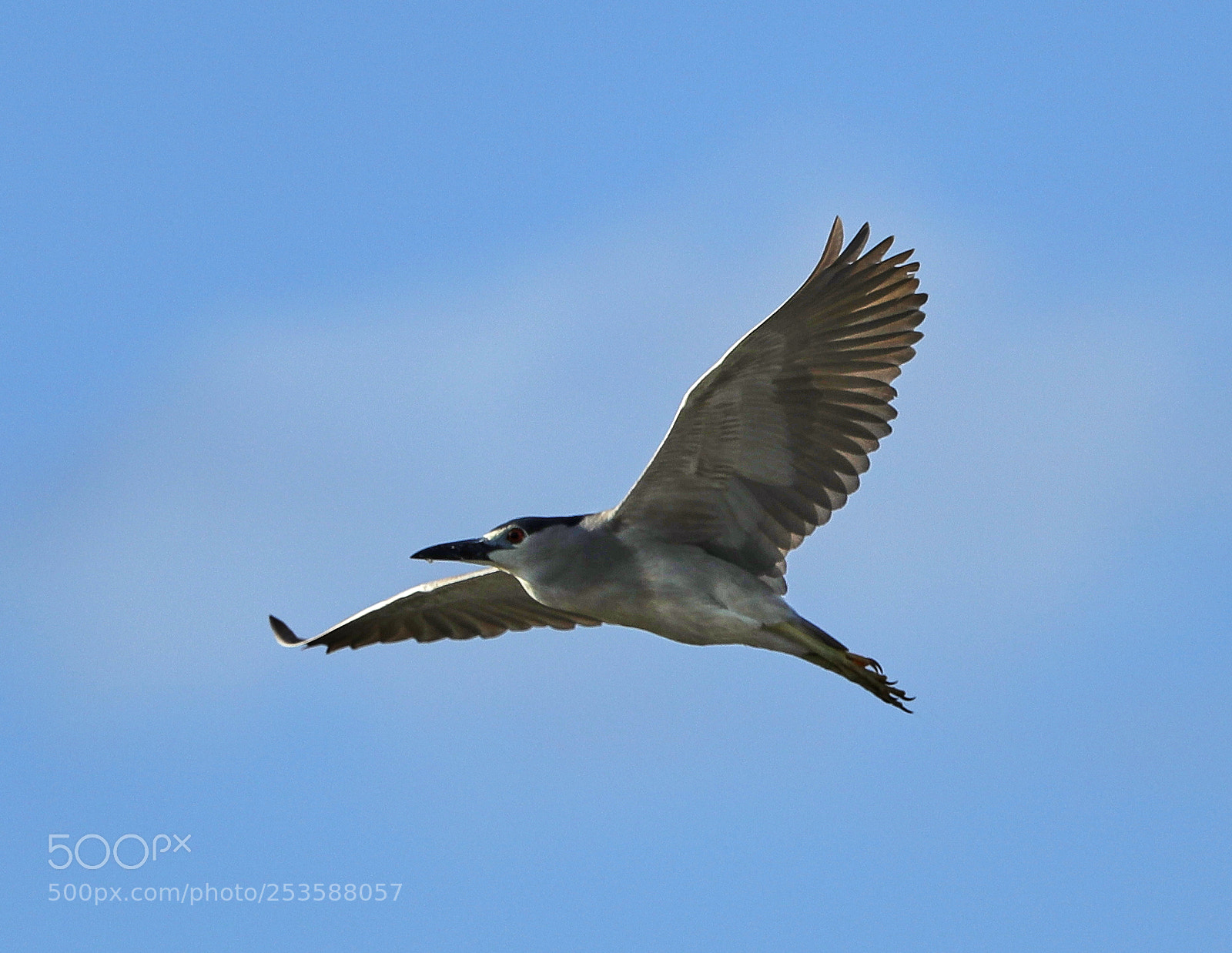 Canon EOS-1D X Mark II sample photo. 04-14-18-0012438.jpg photography