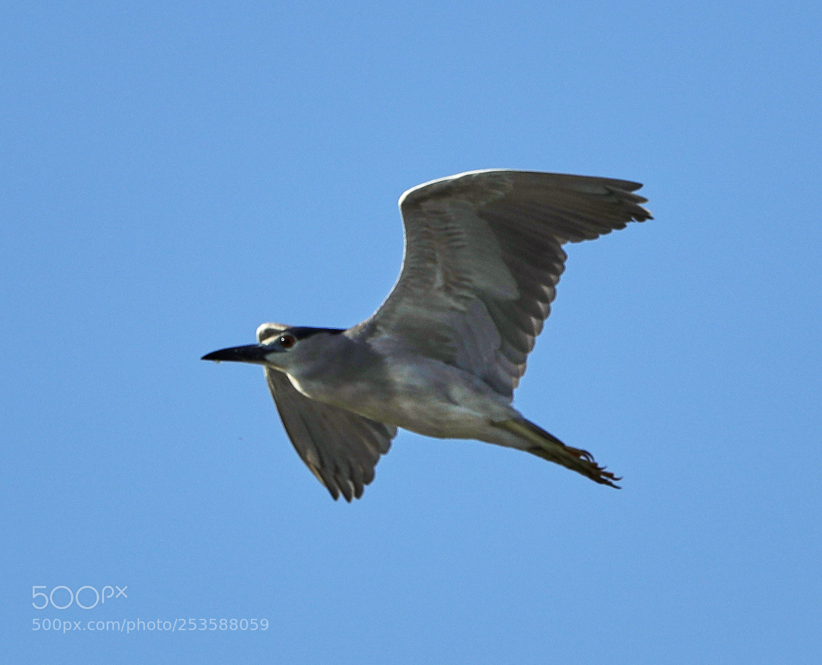 Canon EOS-1D X Mark II sample photo. 04-14-18-0012437.jpg photography