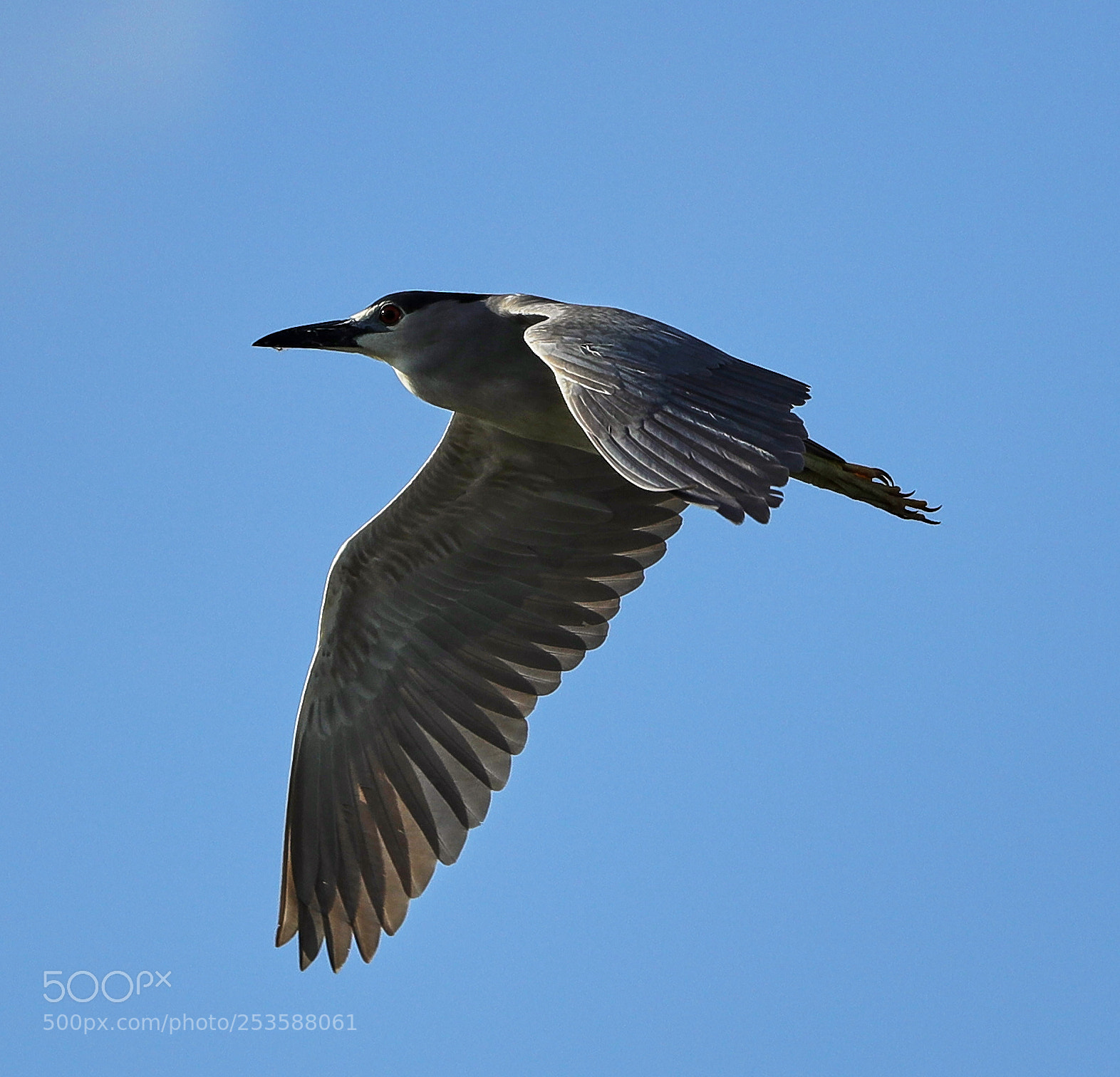 Canon EOS-1D X Mark II sample photo. 04-14-18-0012436.jpg photography
