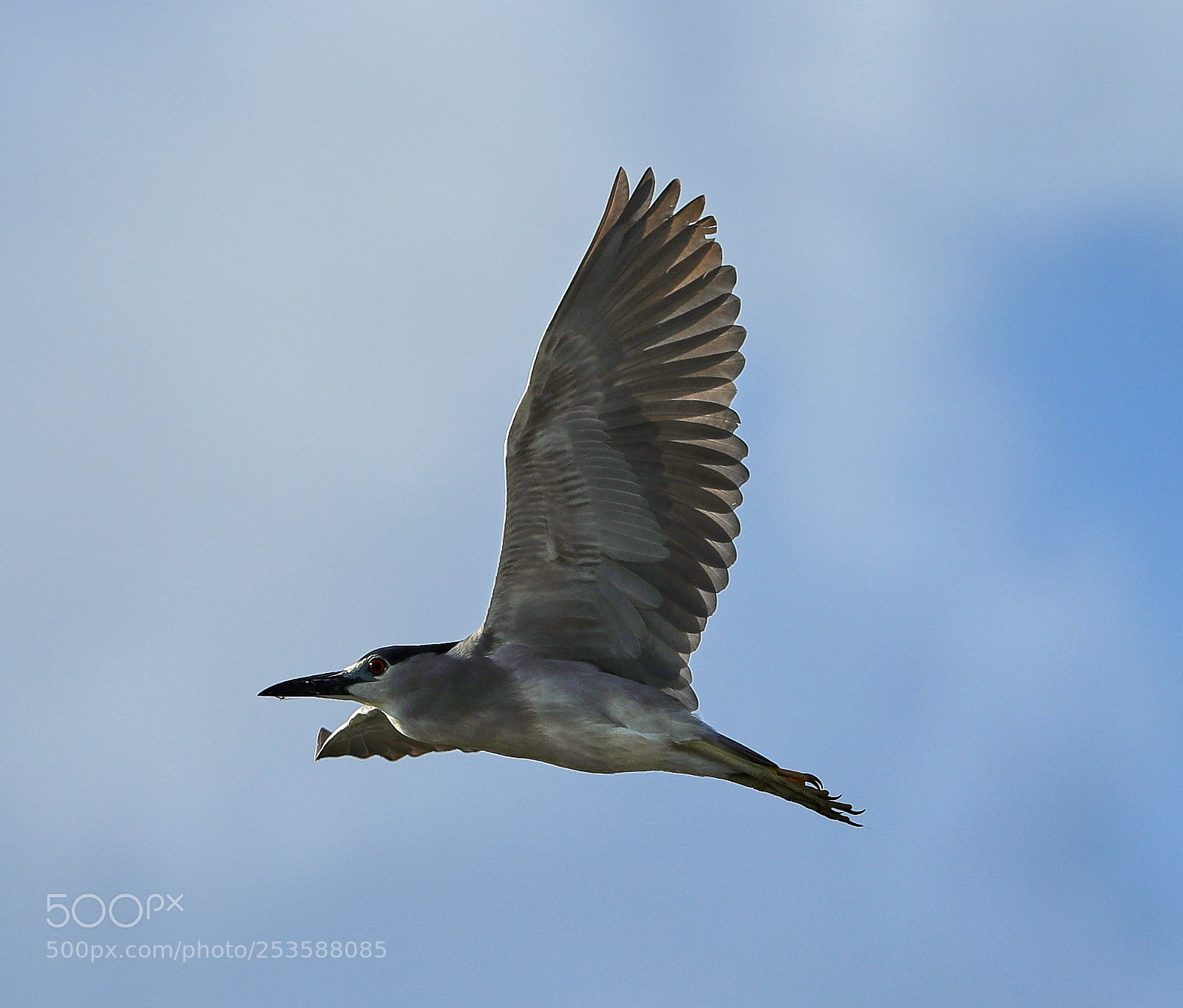 Canon EOS-1D X Mark II sample photo. 04-14-18-0012435.jpg photography
