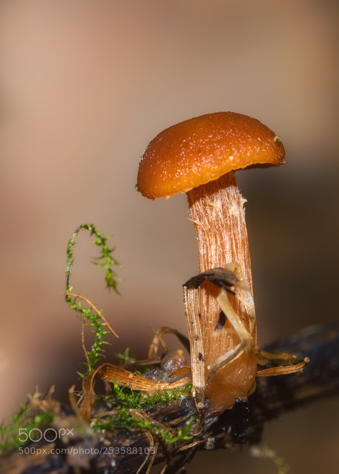 Nikon D7200 sample photo. Mushroom on a grass photography