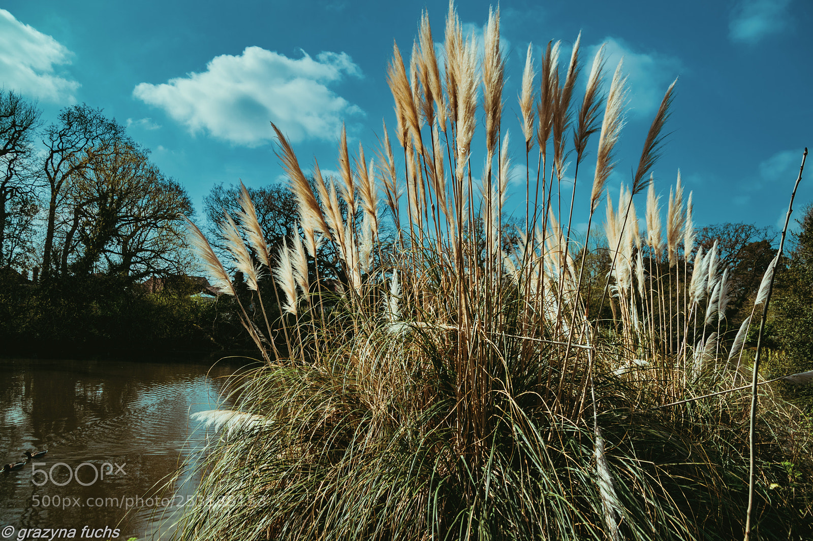 Nikon D3300 sample photo. Pace of nature photography