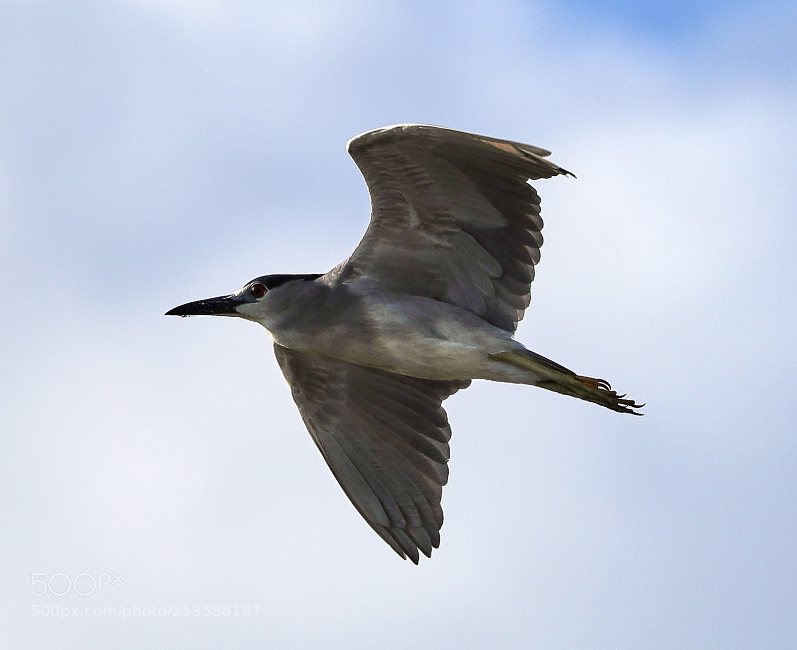 Canon EOS-1D X Mark II sample photo. 04-14-18-0012434.jpg photography