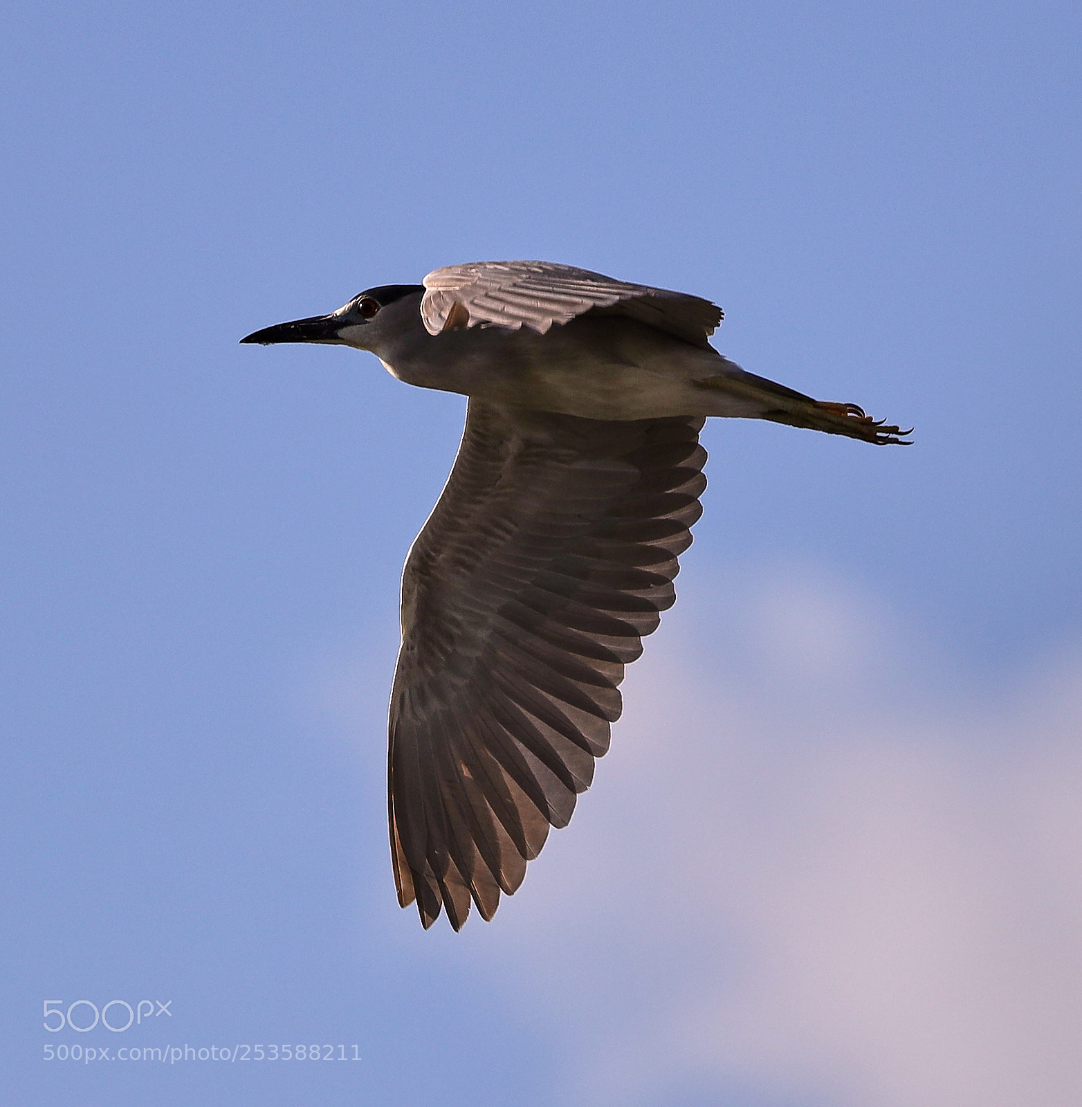 Canon EOS-1D X Mark II sample photo. 04-14-18-0012433.jpg photography