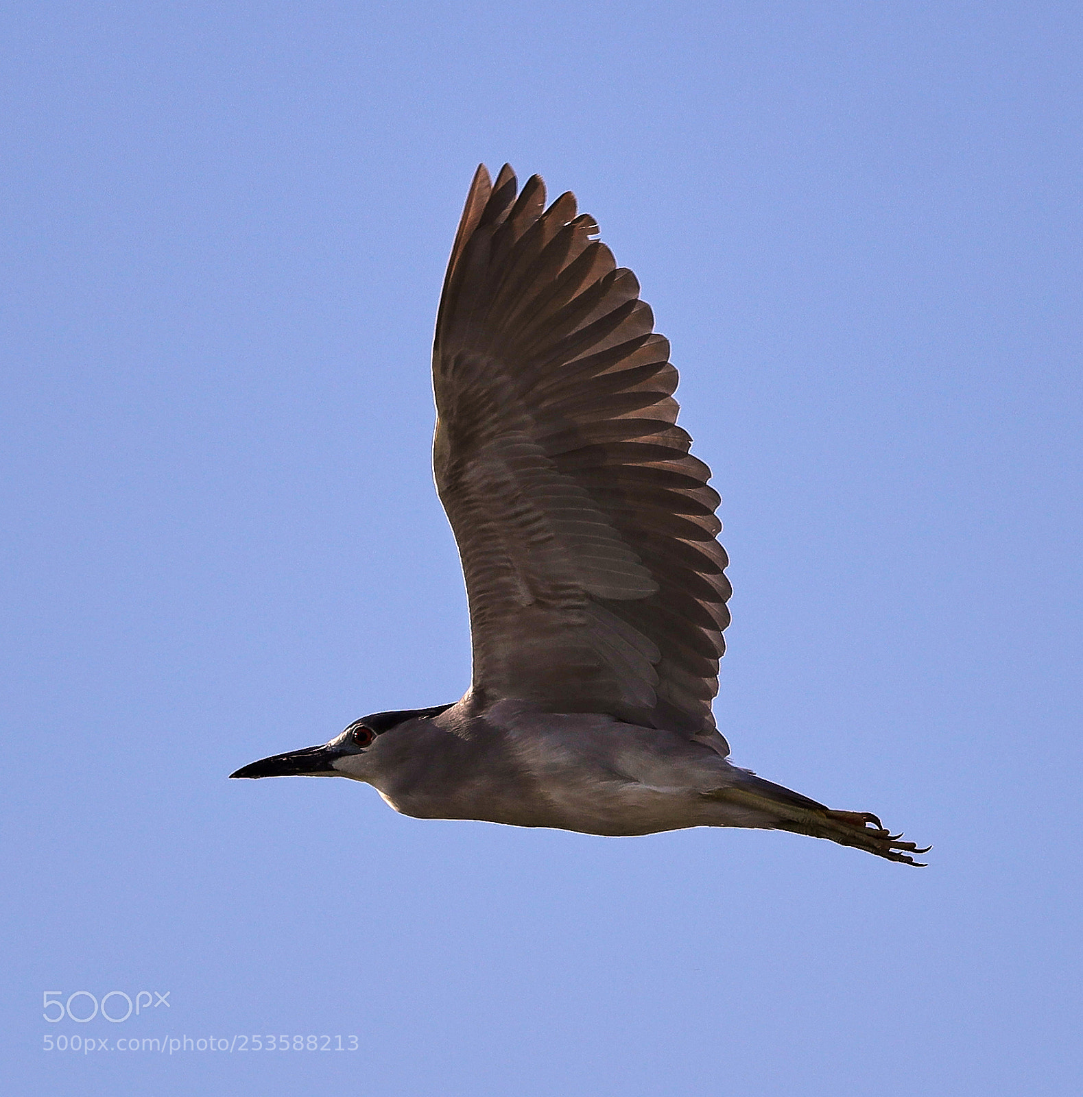 Canon EOS-1D X Mark II sample photo. 04-14-18-0012432.jpg photography
