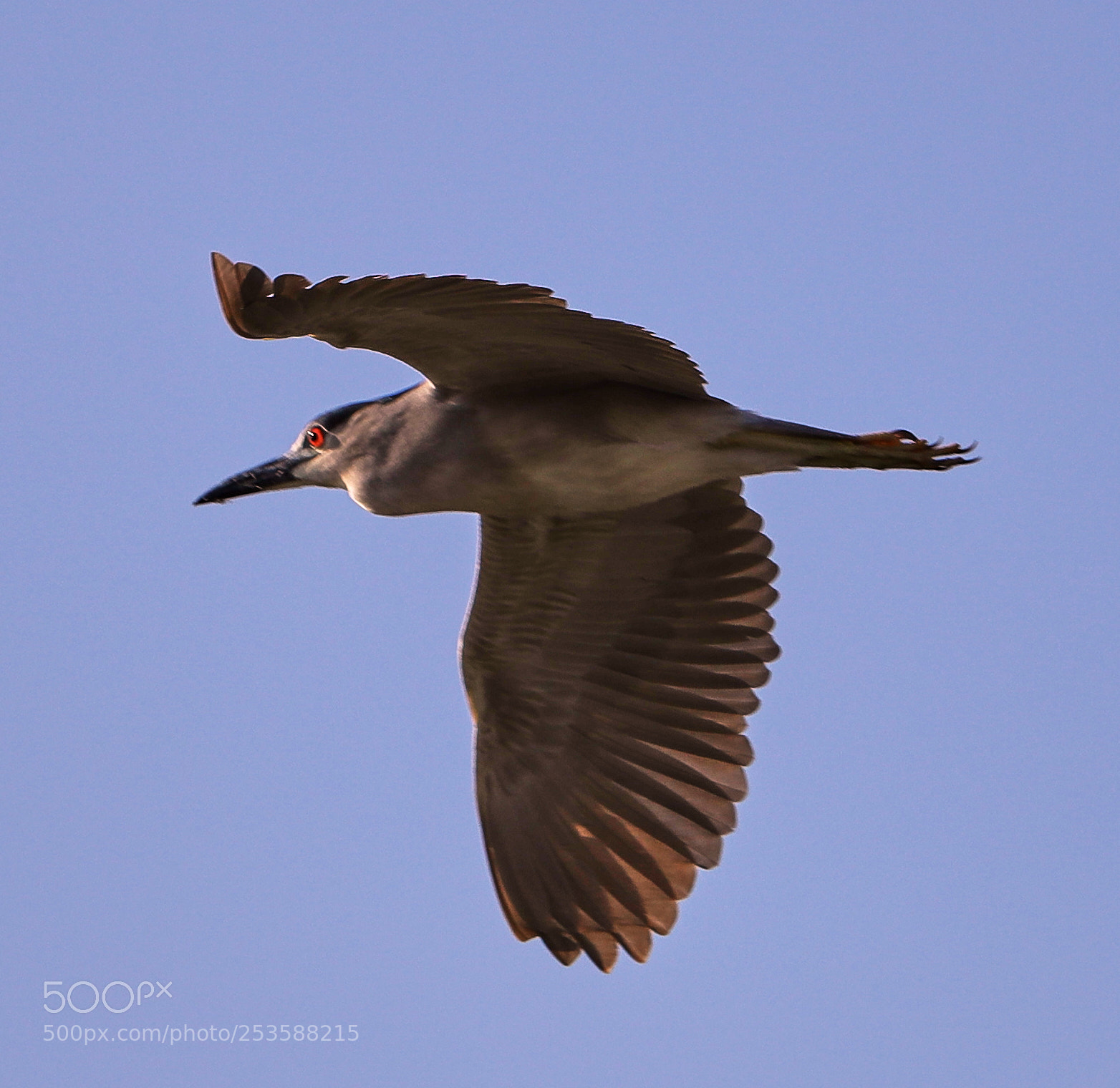 Canon EOS-1D X Mark II sample photo. 04-14-18-0012431.jpg photography
