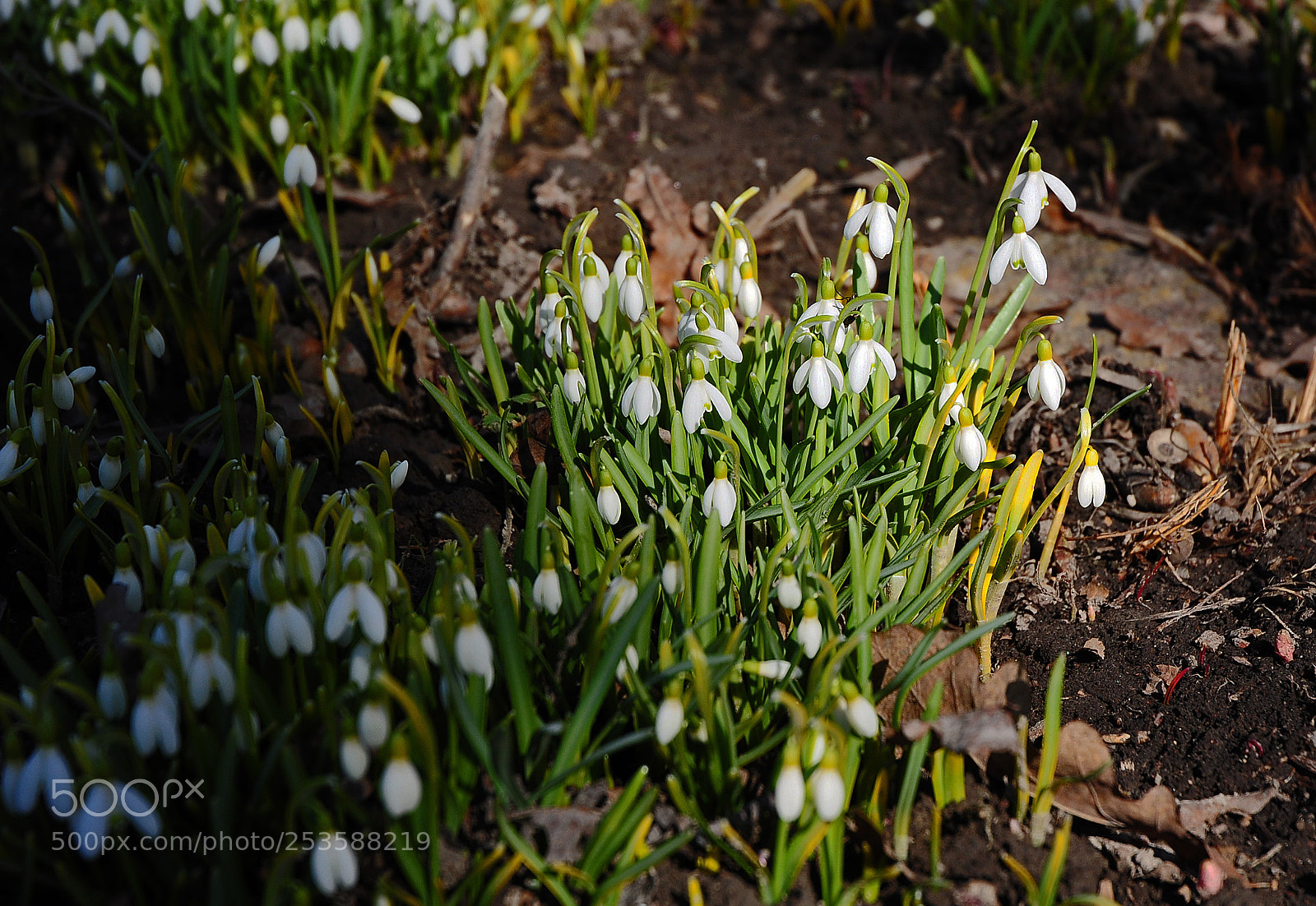 Nikon D5000 sample photo. Подснежники photography