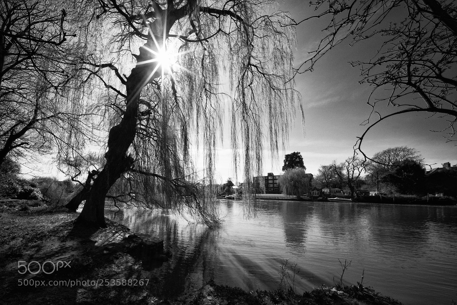 Sony a7R sample photo. Willow on the thames photography