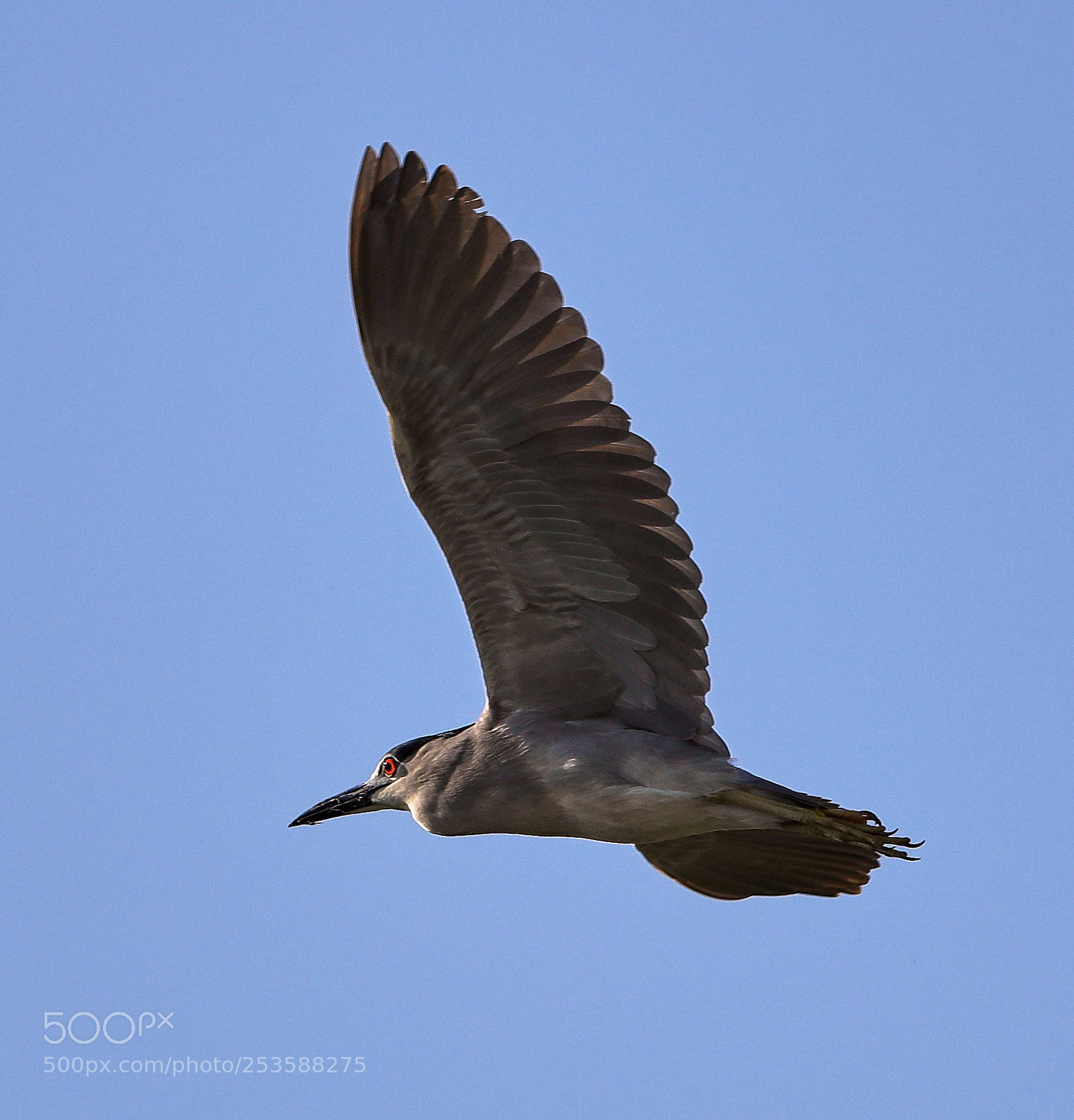 Canon EOS-1D X Mark II sample photo. 04-14-18-0012430.jpg photography