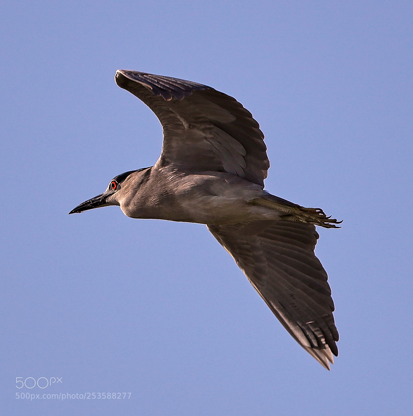 Canon EOS-1D X Mark II sample photo. 04-14-18-0012429.jpg photography