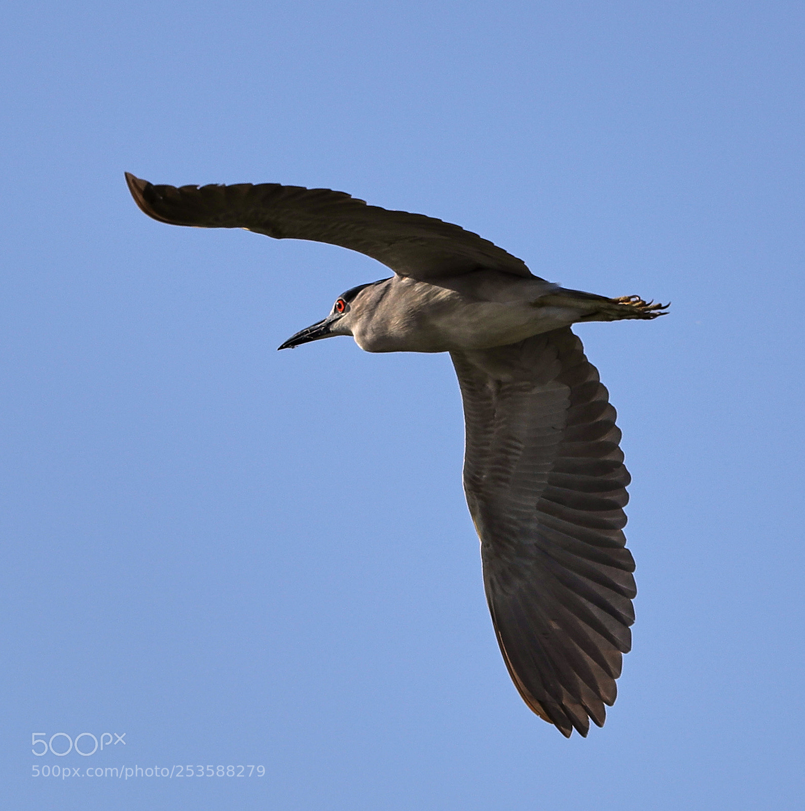 Canon EOS-1D X Mark II sample photo. 04-14-18-0012428.jpg photography