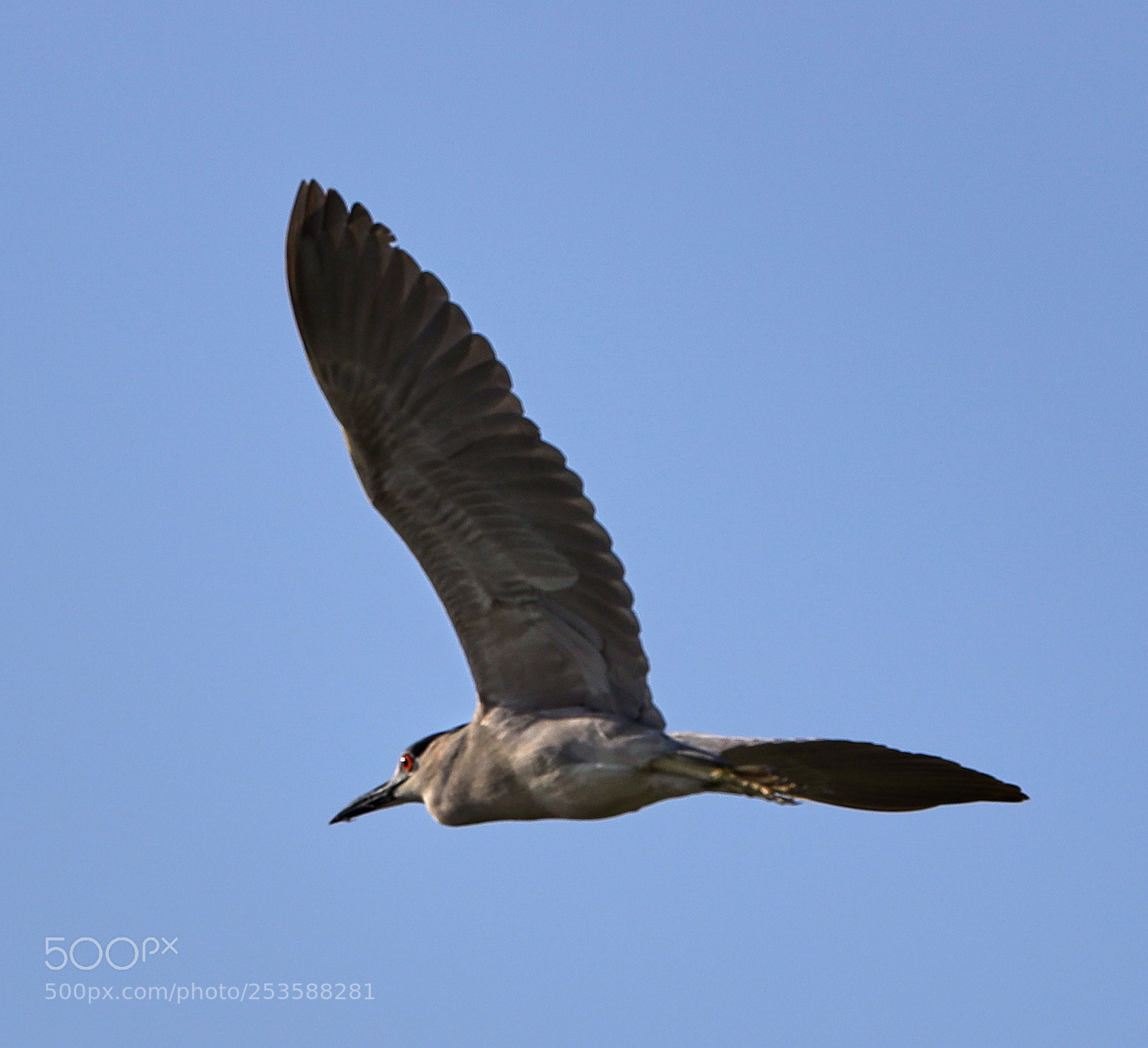 Canon EOS-1D X Mark II sample photo. 04-14-18-0012427.jpg photography