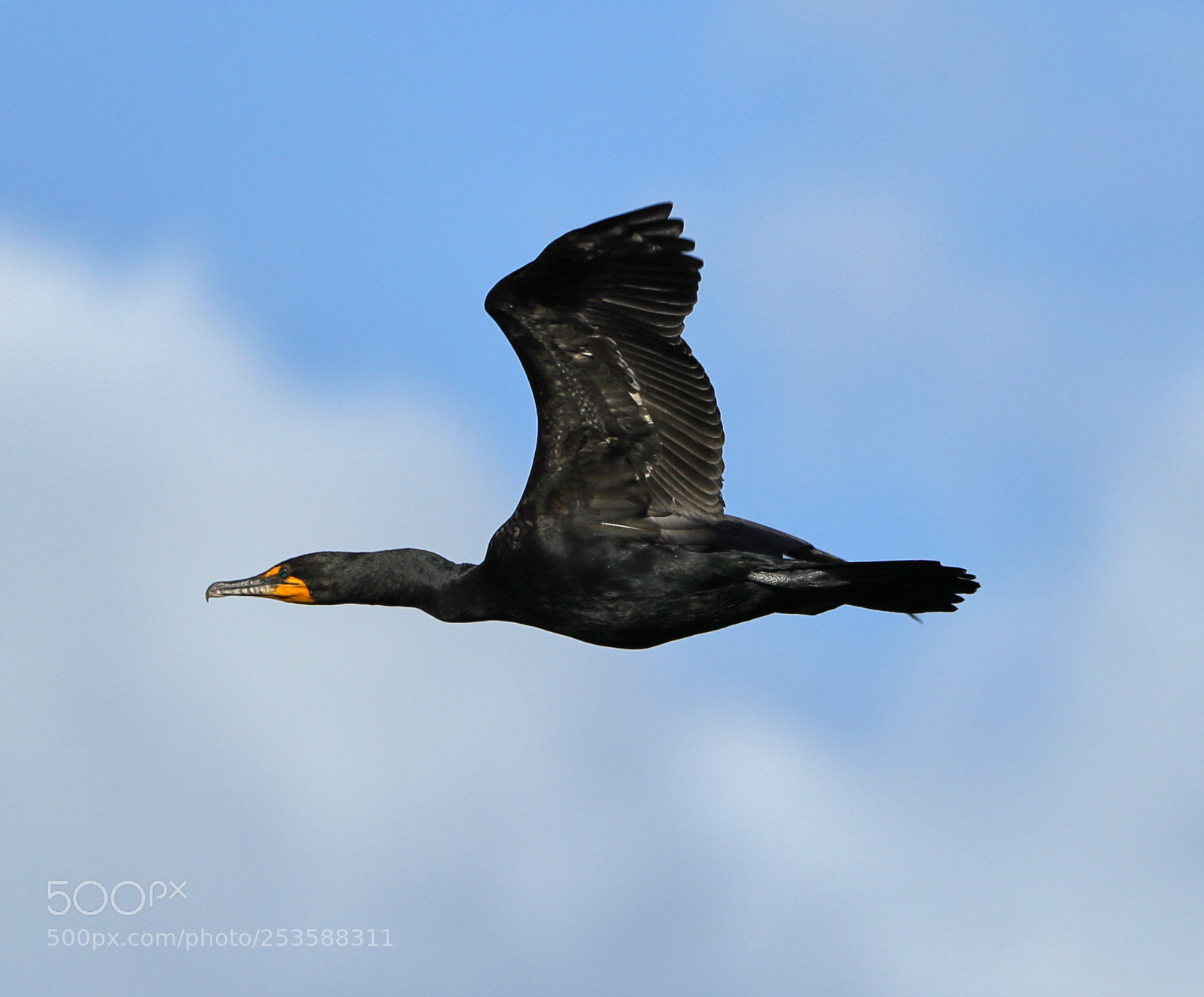 Canon EOS-1D X Mark II sample photo. 04-14-18-0012426.jpg photography