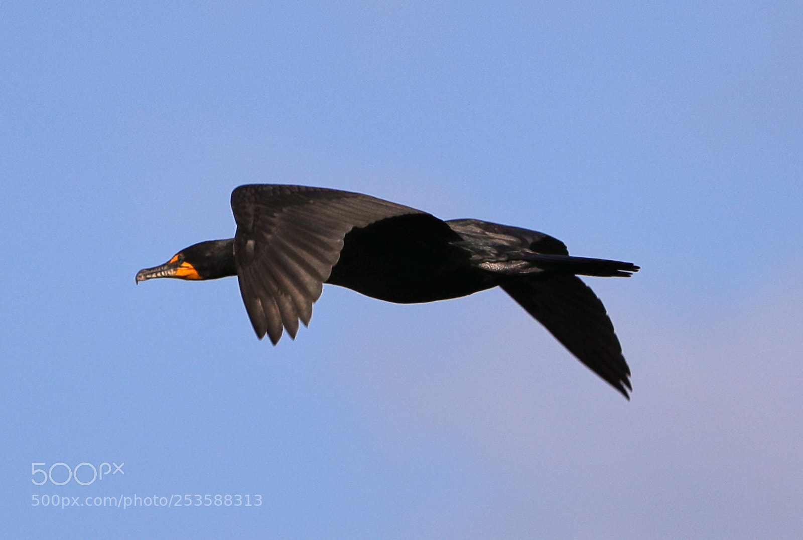 Canon EOS-1D X Mark II sample photo. 04-14-18-0012423.jpg photography