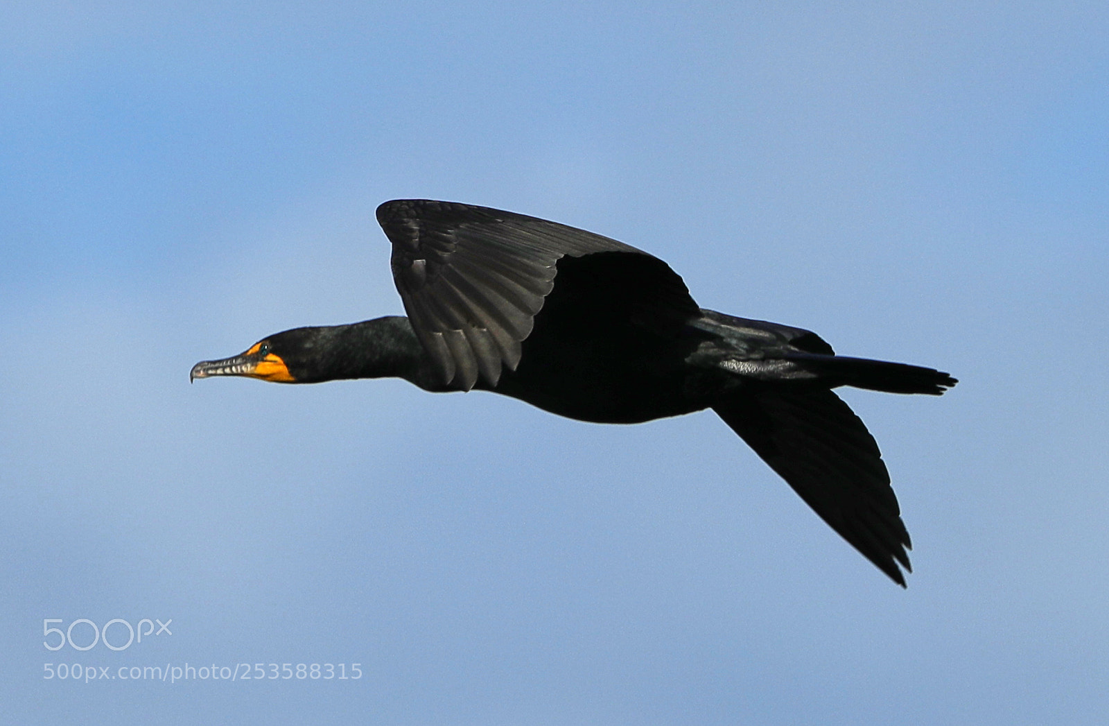 Canon EOS-1D X Mark II sample photo. 04-14-18-0012424.jpg photography