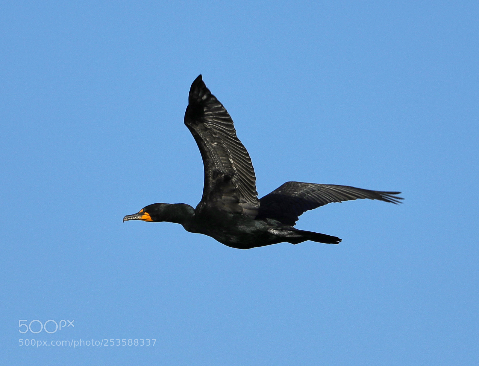 Canon EOS-1D X Mark II sample photo. 04-14-18-0012422.jpg photography
