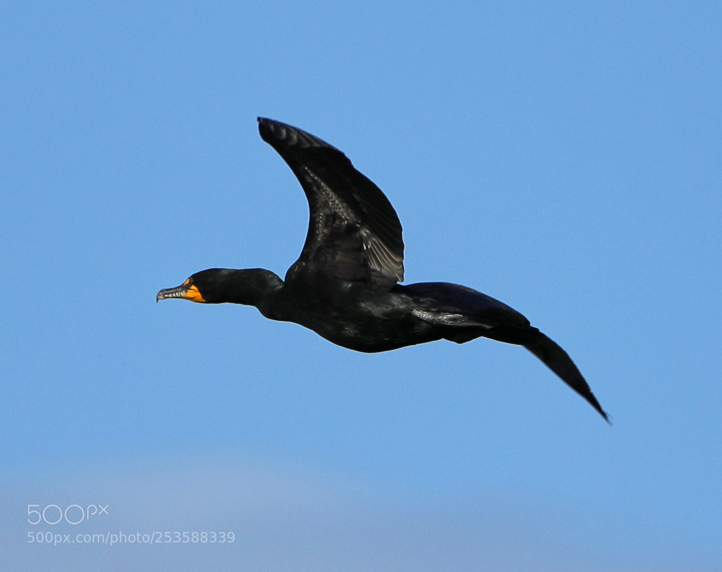 Canon EOS-1D X Mark II sample photo. 04-14-18-0012421.jpg photography