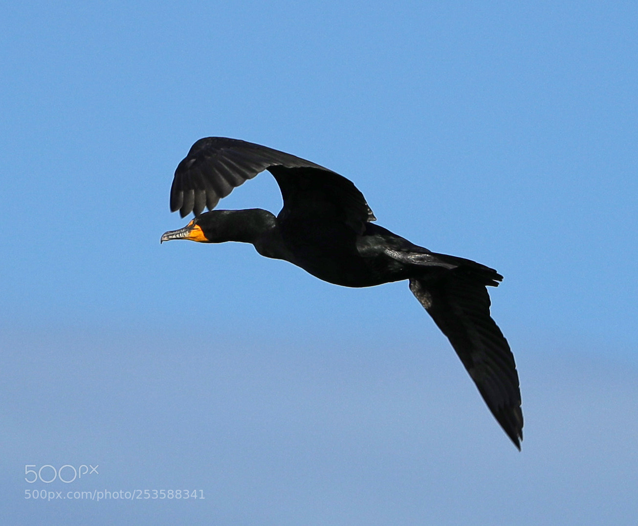 Canon EOS-1D X Mark II sample photo. 04-14-18-0012420.jpg photography