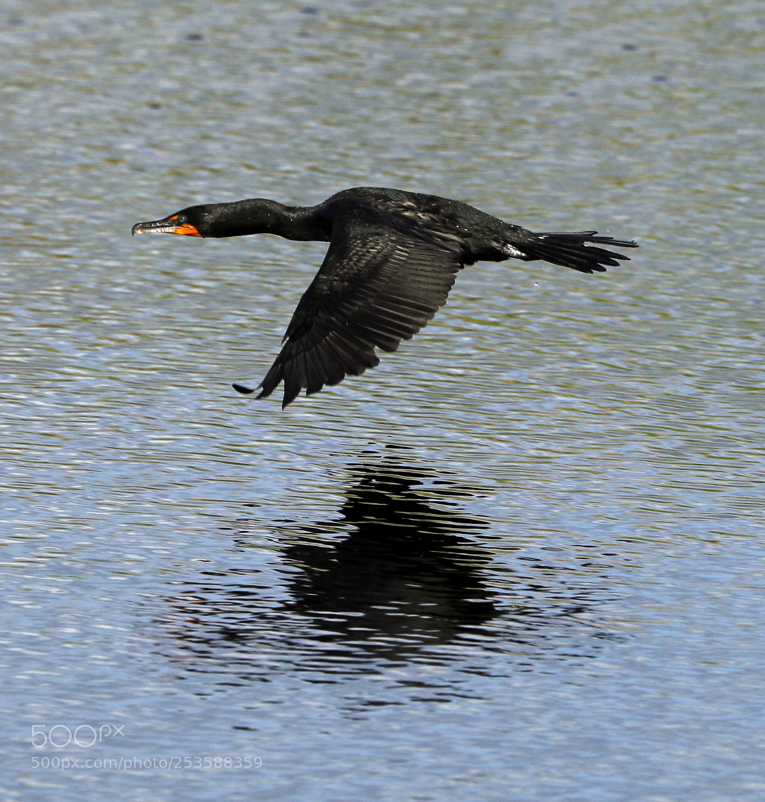 Canon EOS-1D X Mark II sample photo. 04-14-18-0012419.jpg photography