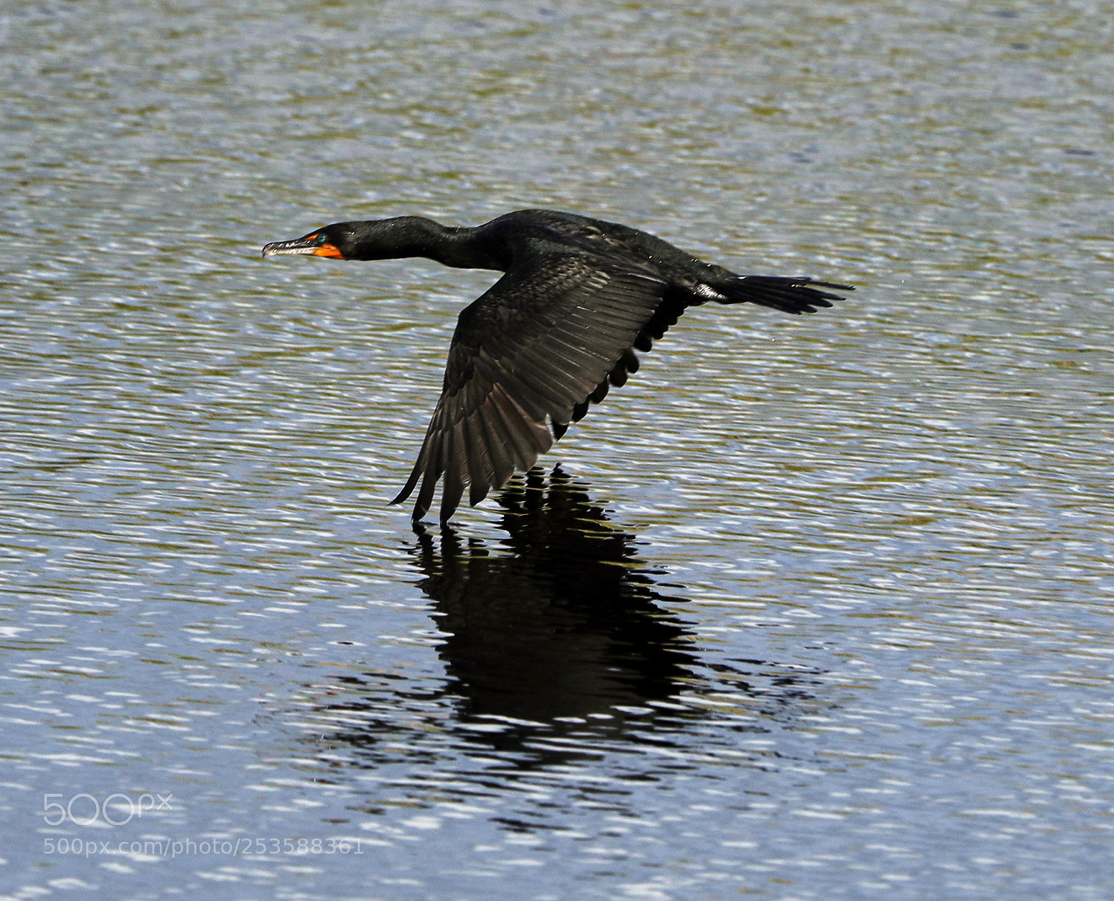 Canon EOS-1D X Mark II sample photo. 04-14-18-0012418.jpg photography