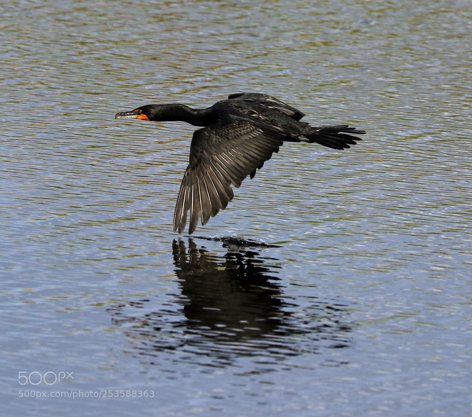 Canon EOS-1D X Mark II sample photo. 04-14-18-0012417.jpg photography