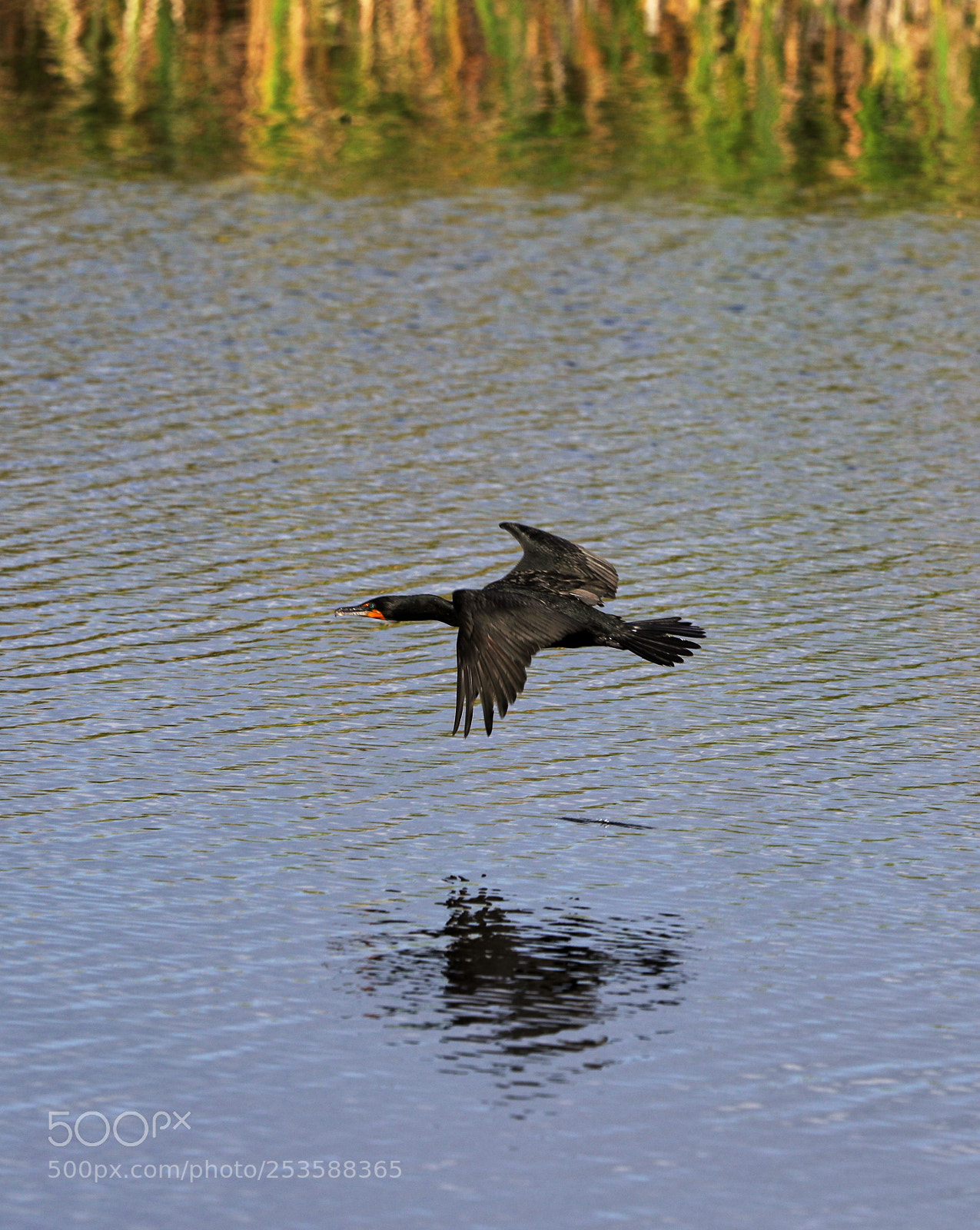 Canon EOS-1D X Mark II sample photo. 04-14-18-0012416.jpg photography